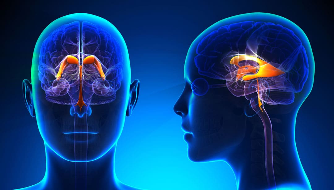 Ventricles of the Human Brain